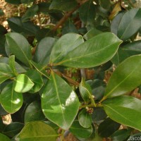 Psidium cattleyanum Sabine